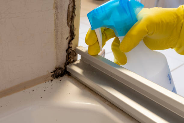 Best Affordable Mold Removal  in Surf City, NC