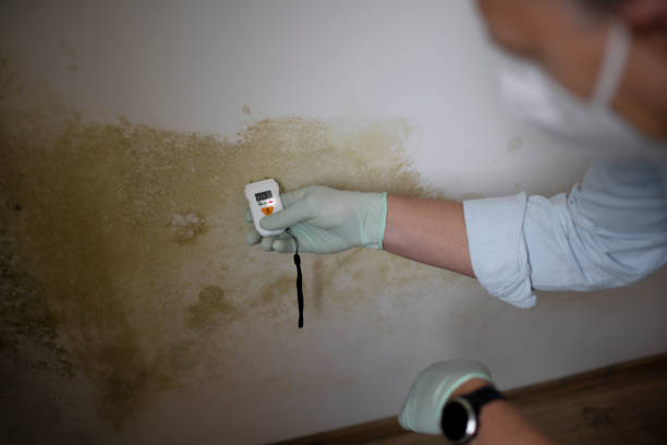 Mold Testing and Removal in Surf City, NC