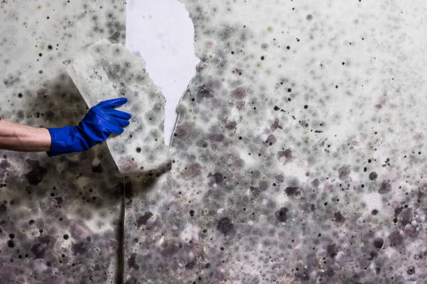 Best Mold Damage Repair  in Surf City, NC